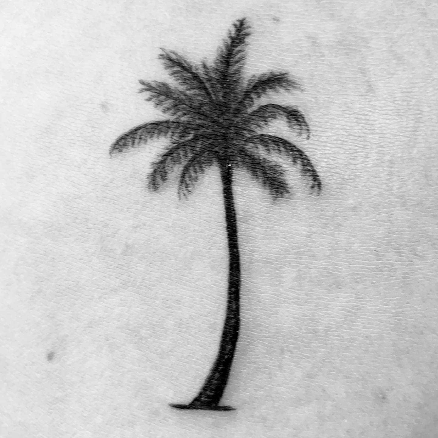 Palm tree black and grey tattoo by Rhonda Faber Green