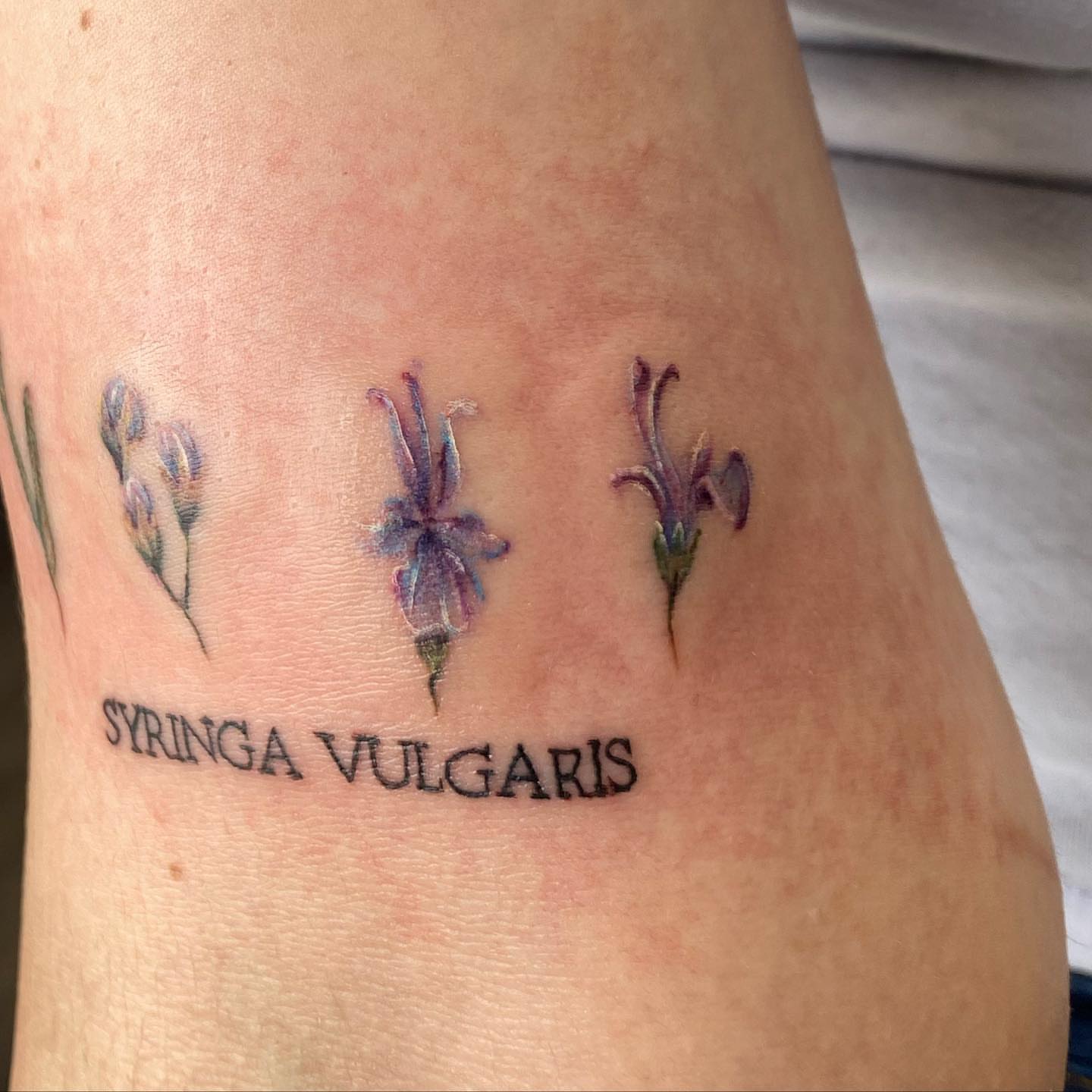 Lavender flowers realism tattoo on the forearm by 𝕤𝕒𝕣𝕒𝕙 𝕞𝕠𝕣𝕒𝕟📌, Dayton, Ohio