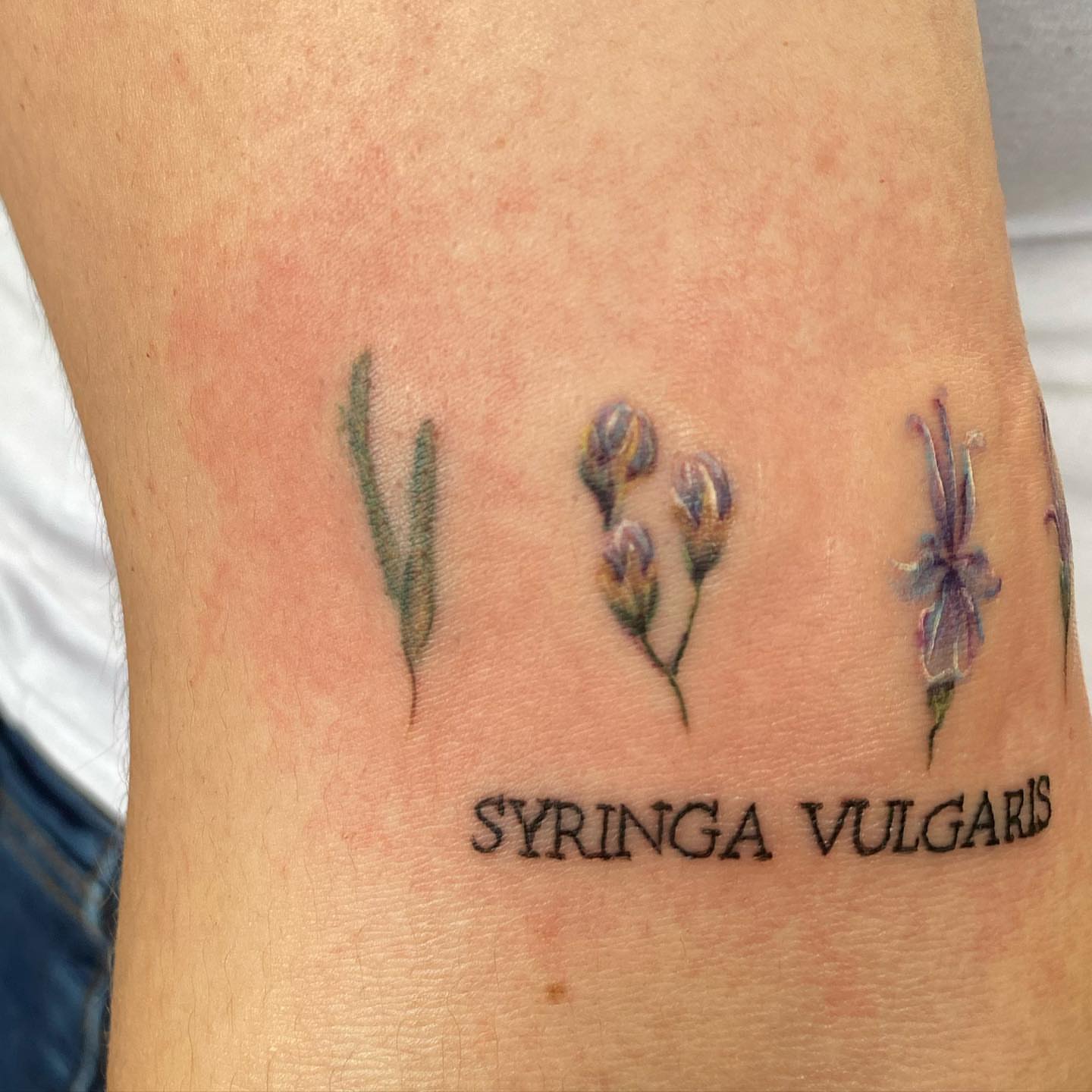 Lavender realism tattoo on the thigh by 𝕤𝕒𝕣𝕒𝕙 𝕞𝕠𝕣𝕒𝕟📌, Dayton, Ohio