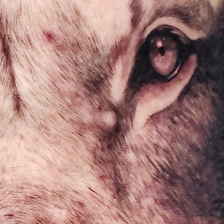 Cat eye realism tattoo by @doctorze