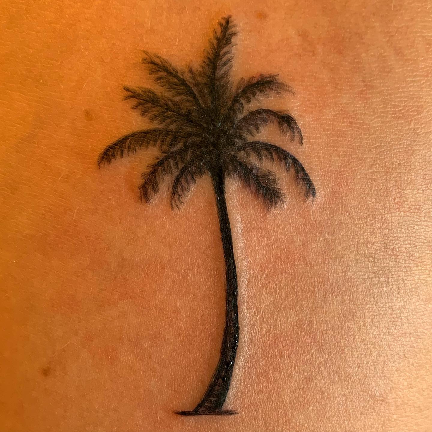 Palm tree black and grey tattoo by Rhonda Faber Green