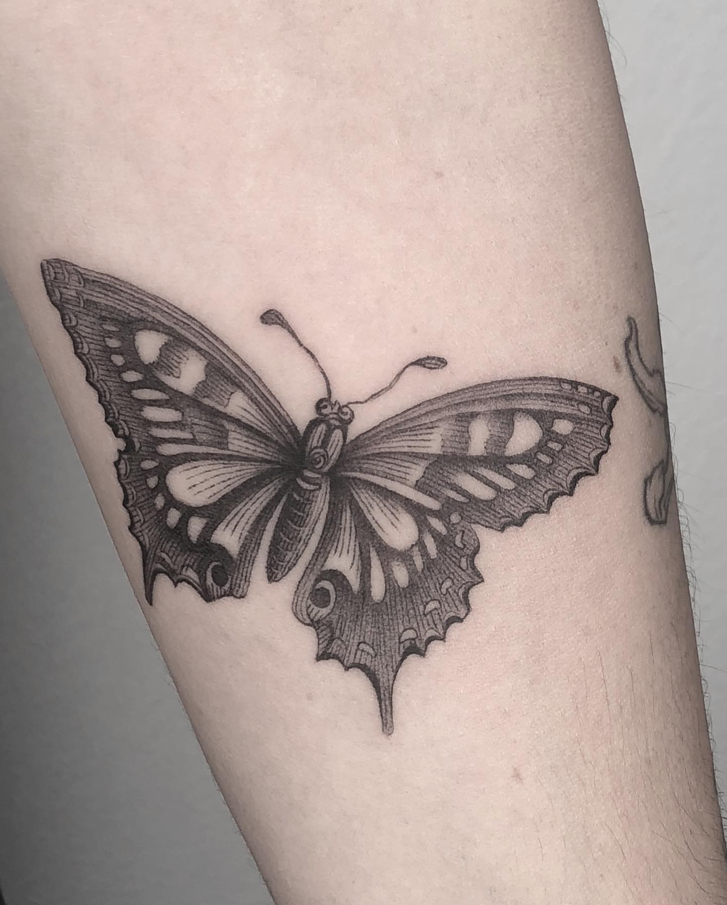 Butterfly black and grey tattoo on the forearm by Jorge Nox