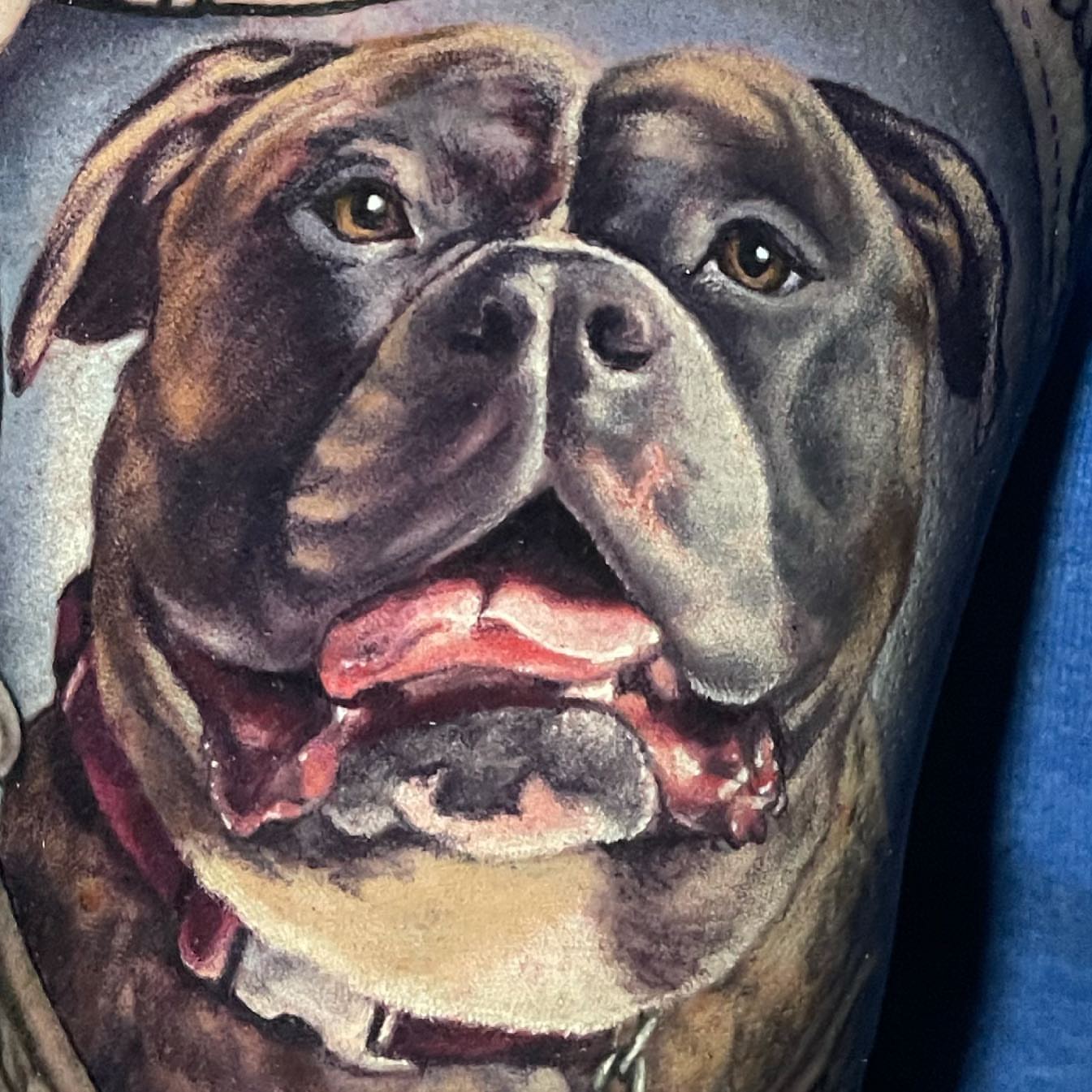 Bulldog realism tattoo on the upper arm by Amber Joy (AJ)