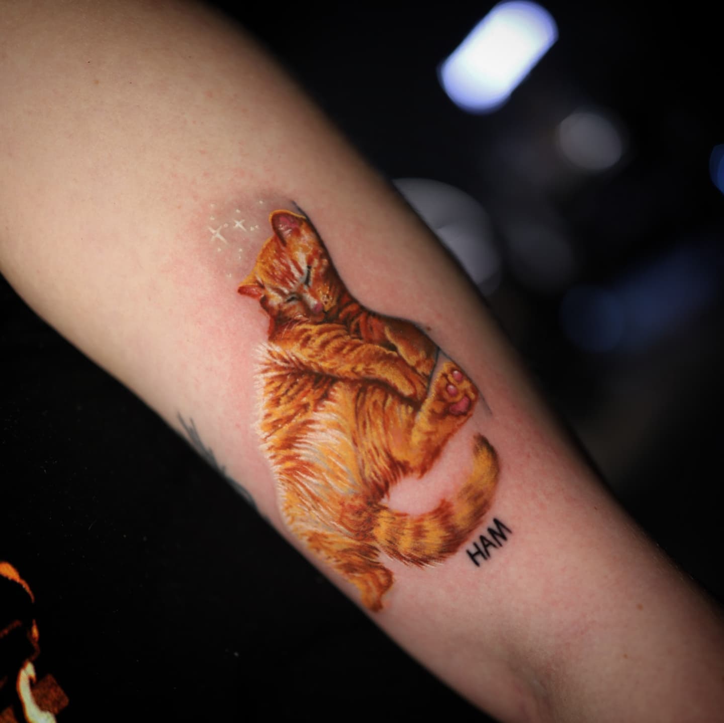 Cat realism tattoo on the forearm by Gabriel Varelas, Phoenix, Arizona