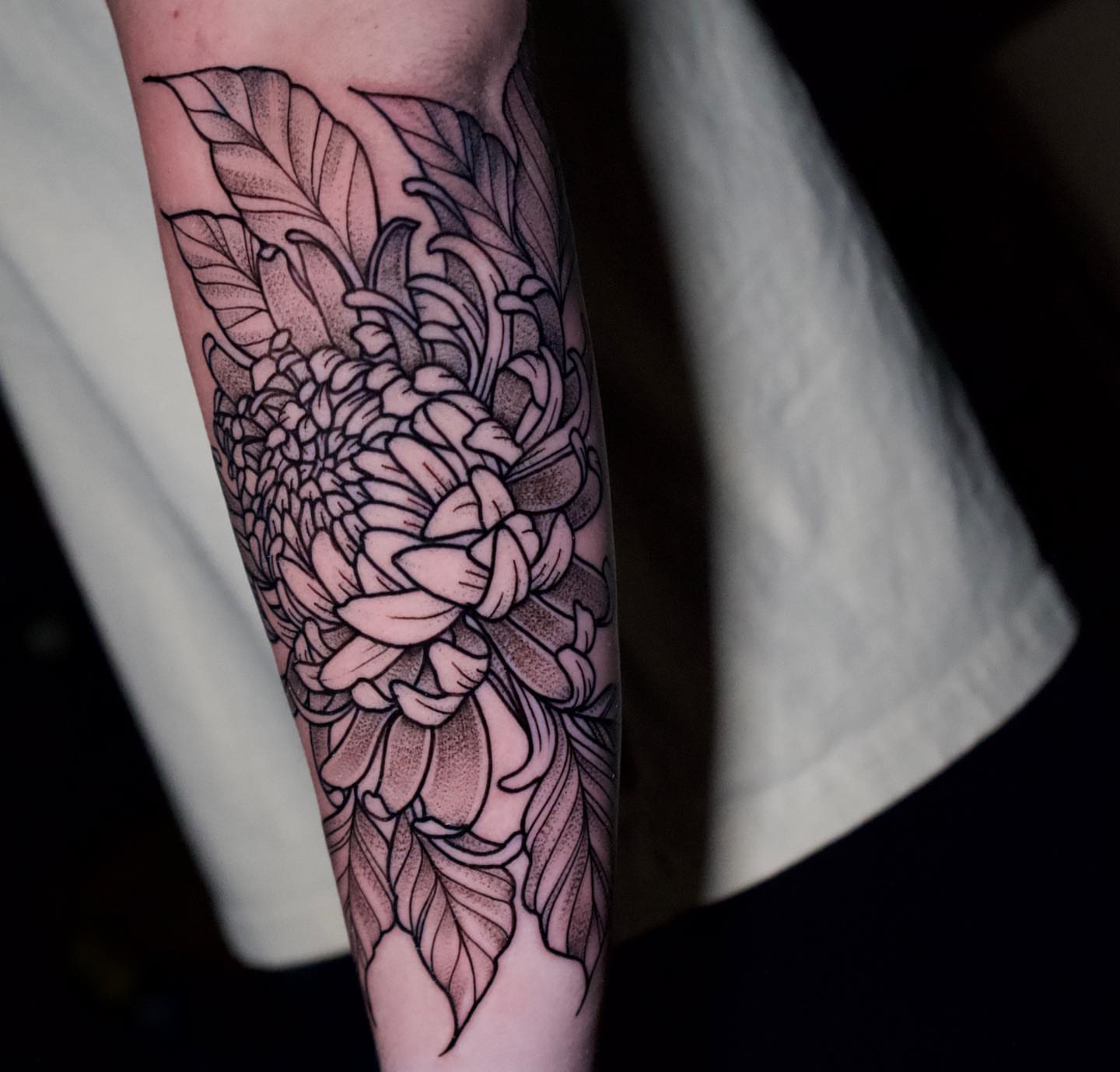 Chrysanthemum dotwork tattoo on the forearm by all gas no brakes! no days off!