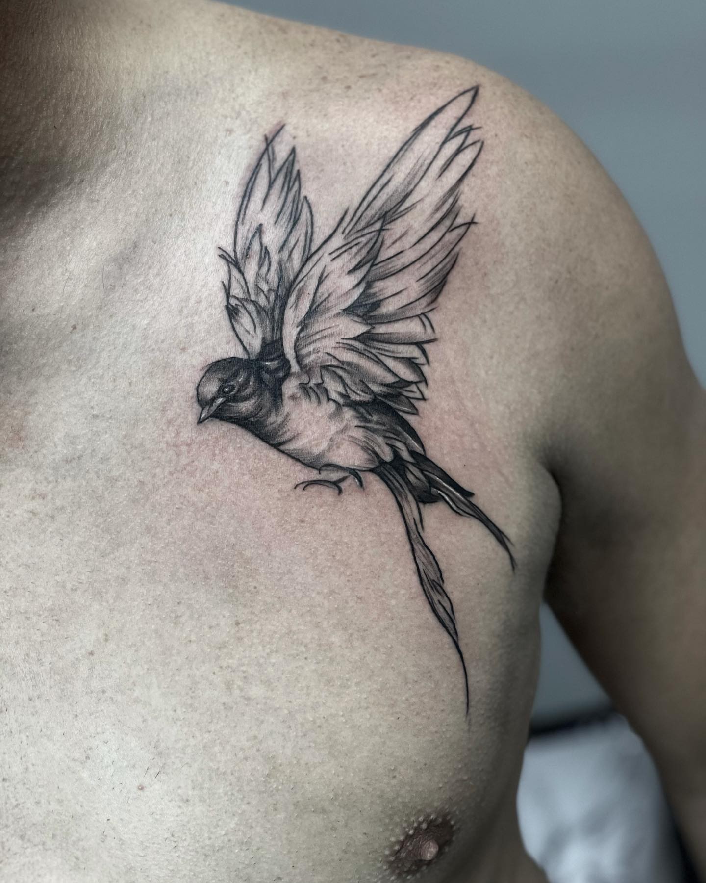 Swallow black and grey tattoo on the shoulder by Aaron Watson