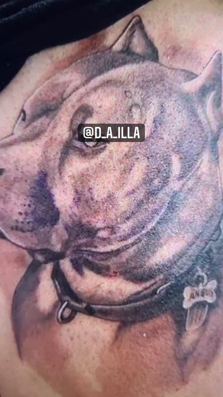 Pitbull portrait realism tattoo by Daniel Illachek