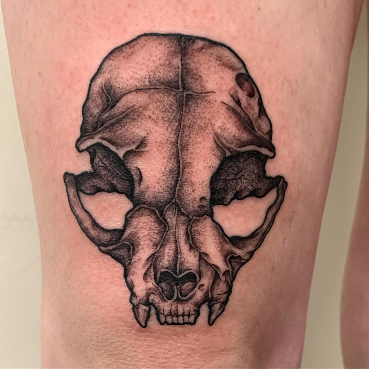 Skull dotwork tattoo on the thigh by Jacob Deirfield, Circleville, Ohio