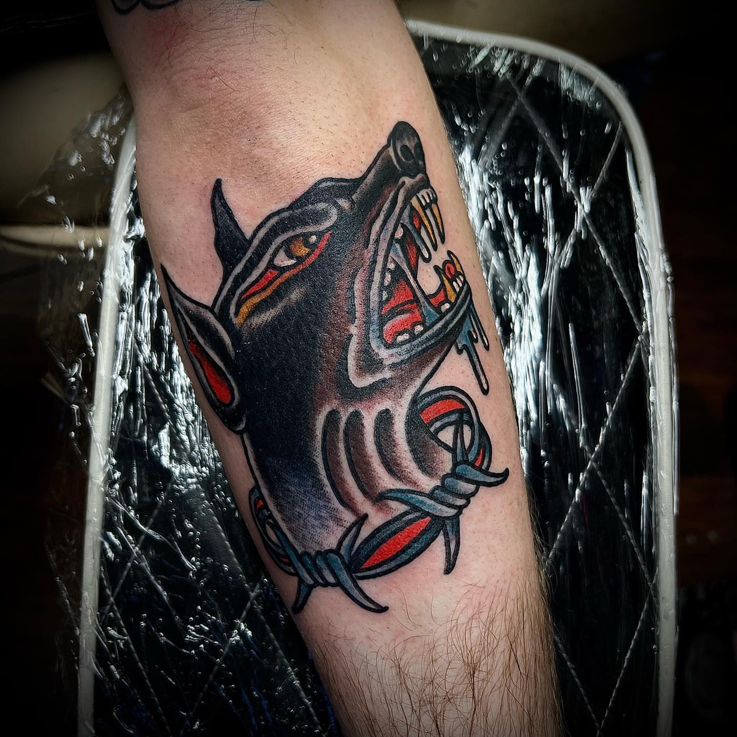 Wolf head American traditional tattoo on the forearm by Troy Mort, Altoona, Pennsylvania