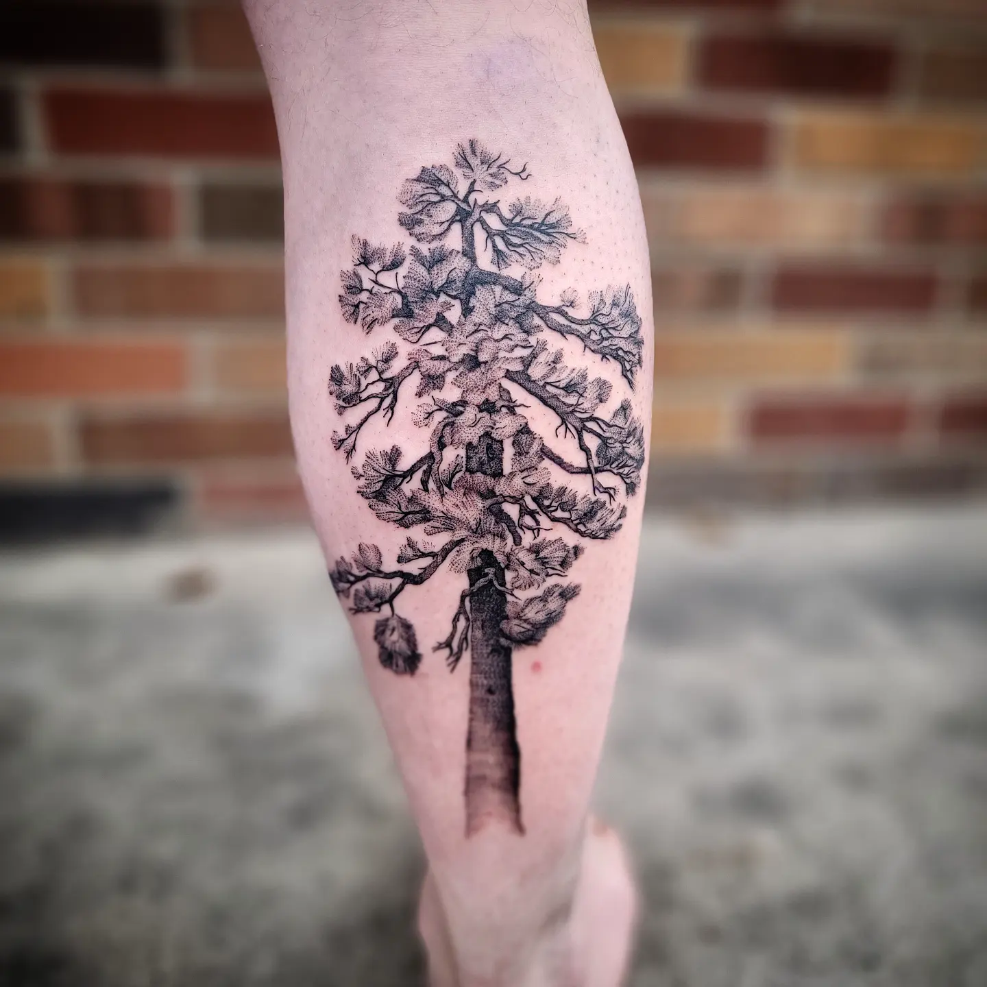 Pine tree black and grey tattoo on the forearm by Shar - Utah Tattoo Artist