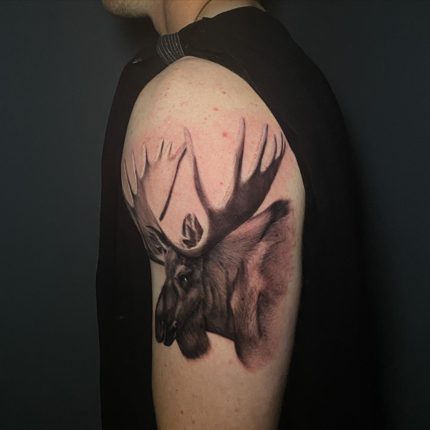 Moose realism tattoo on the shoulder by Lindsey Lane, Dallas, Texas
