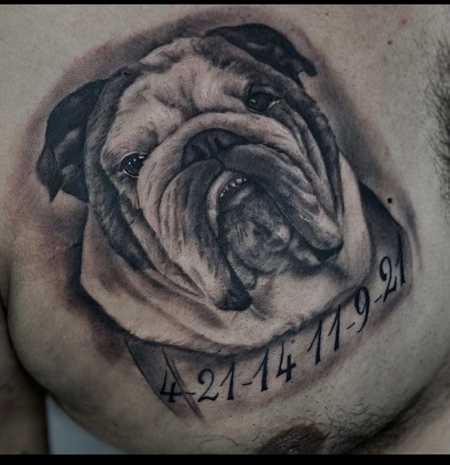 Bulldog realism tattoo on the chest by Aaron Watson