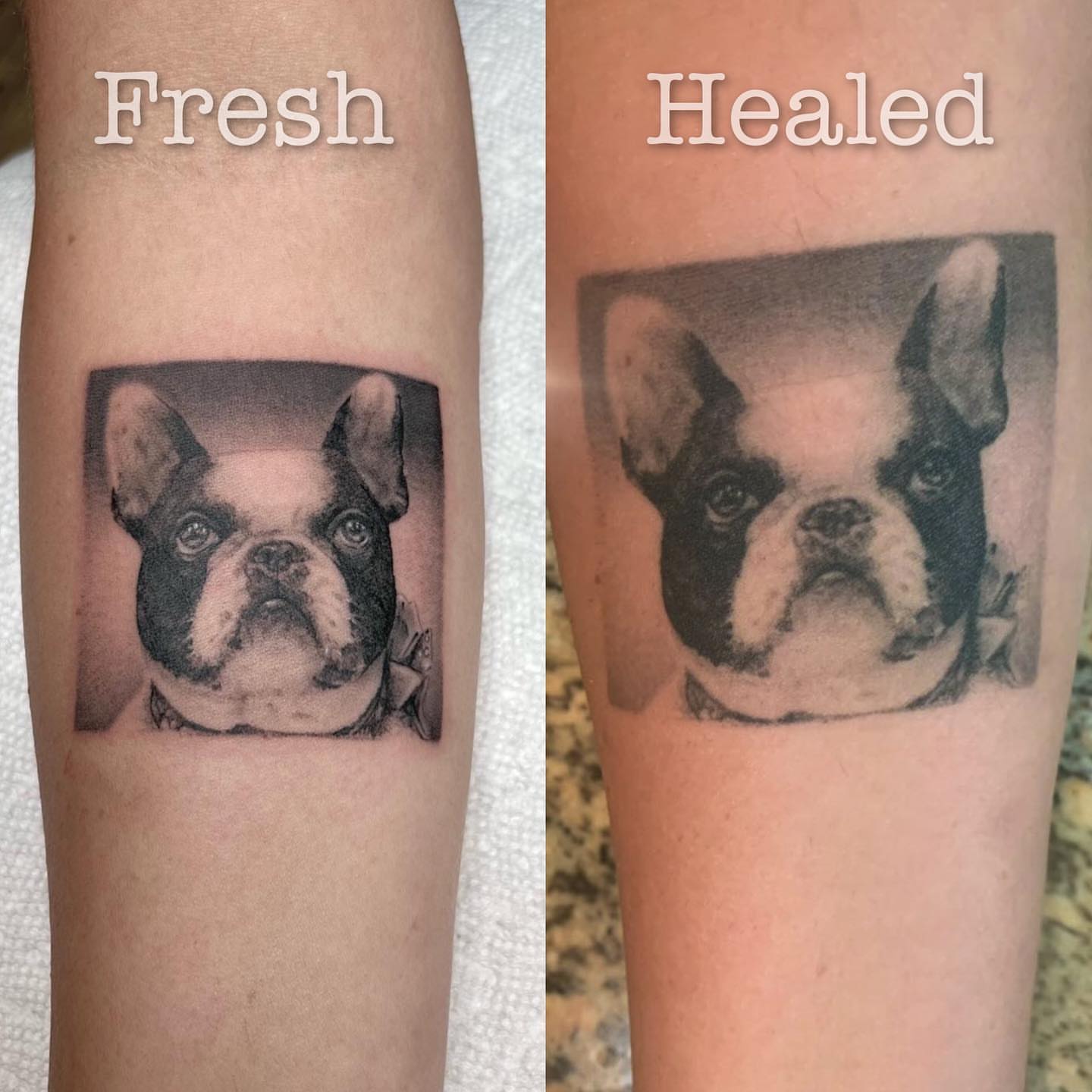 Dog realism tattoo on the forearm by Matthew Diaz