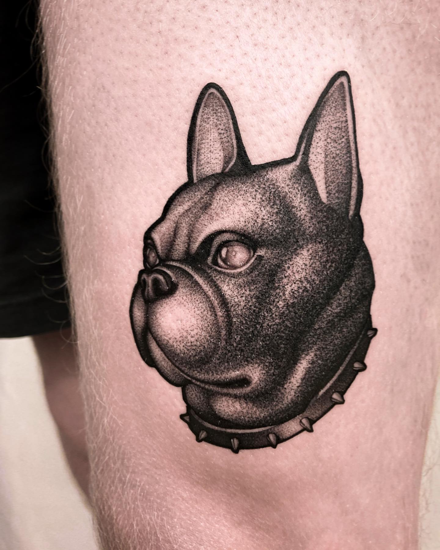 Bulldog head dotwork tattoo on the forearm by Tattoo artist in Charlotte,NC