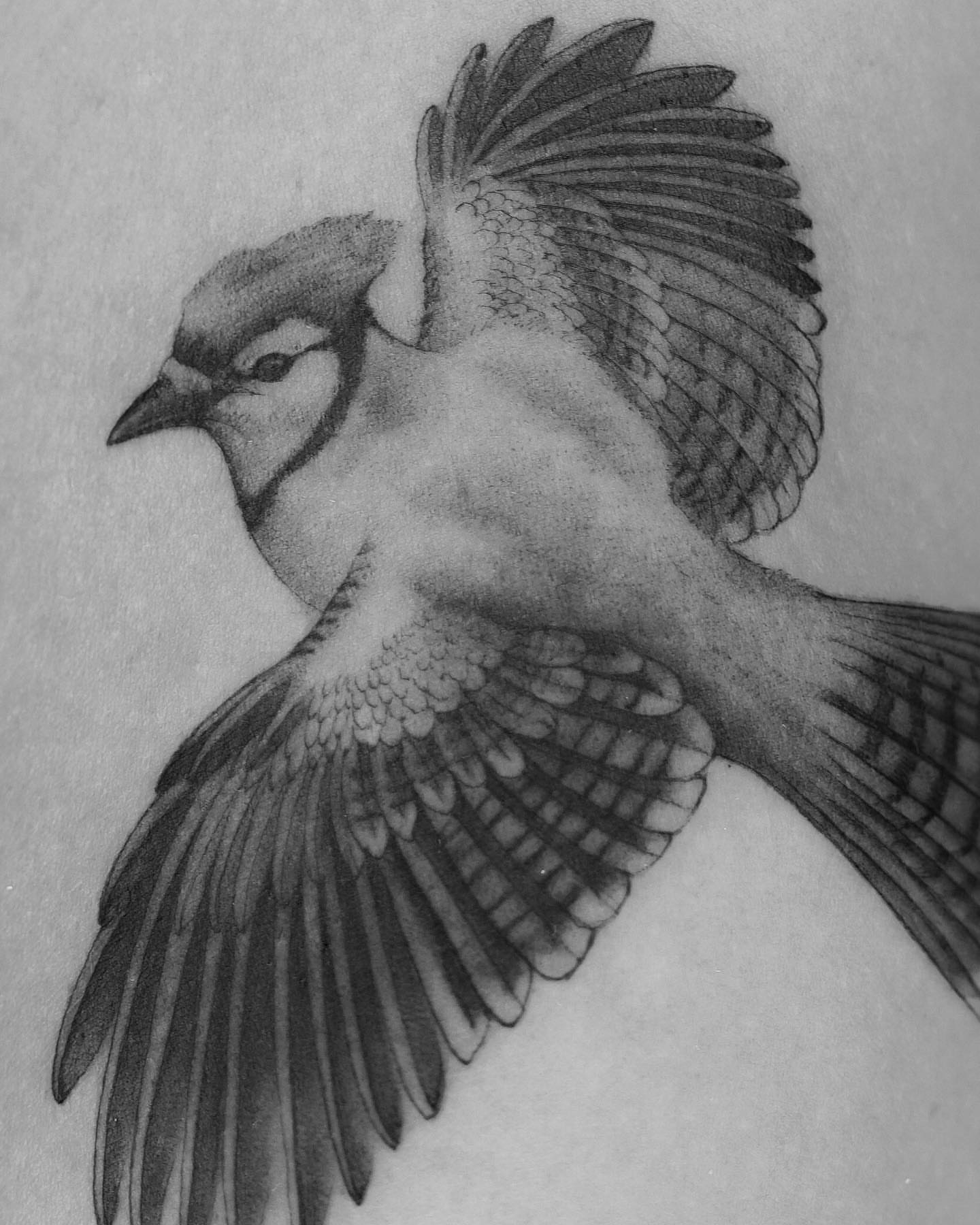 Blue jay realism tattoo by Tattoo Artist