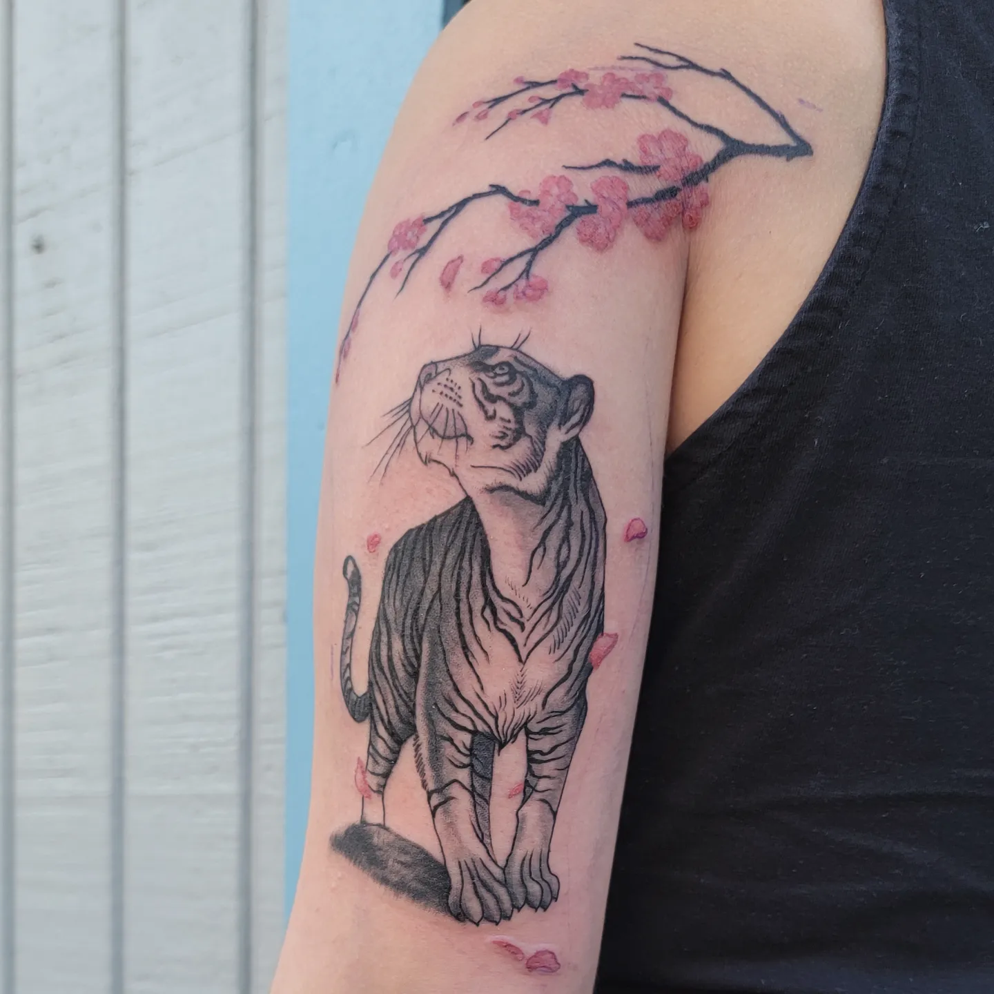 Tiger and cherry blossoms realism tattoo on the forearm by ๐๏ธ, Ashland, Virginia