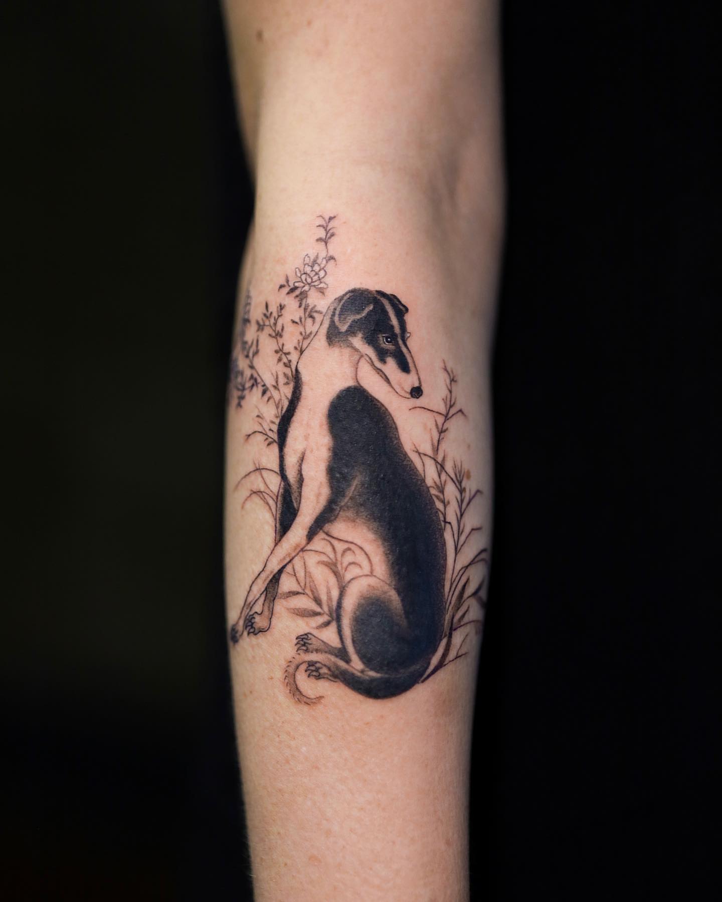Greyhound realism tattoo on the forearm by Swani