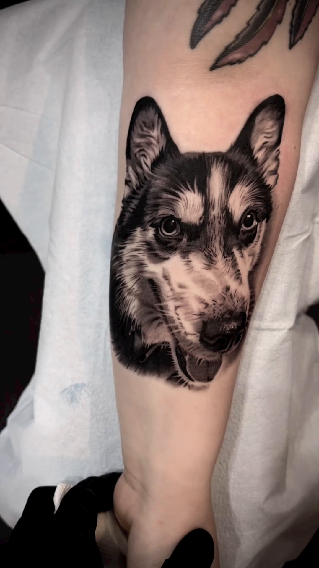 Wolf dog portrait realism tattoo by Bradley Dozier