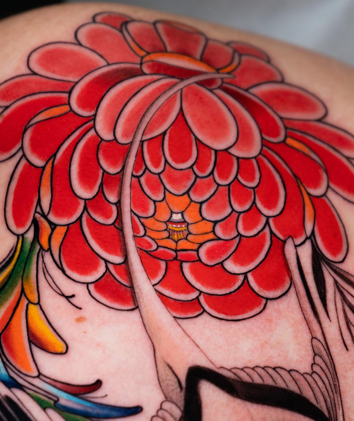 Chrysanthemum American traditional tattoo on the shoulder by Andres Acevedo, Denver, Colorado