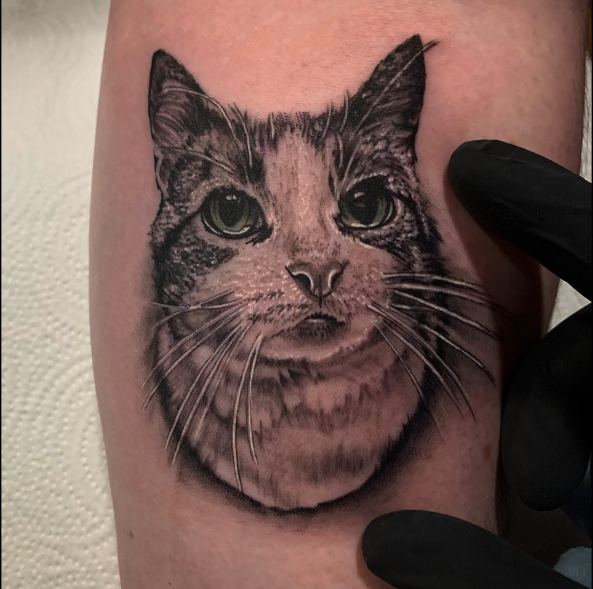 Cat realism tattoo on the forearm by Izak Blanke, Murfreesboro, Tennessee