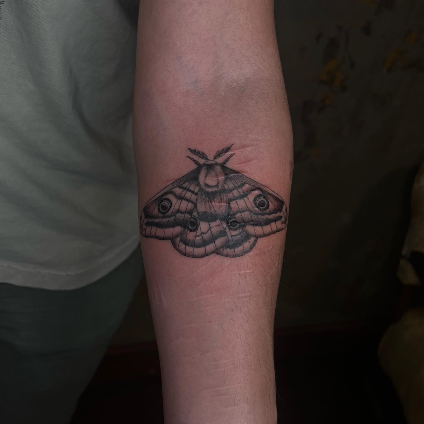 Moth realism tattoo on the forearm by ⊹ ࣪ ₊✩‧₊˚ 𝖘 𝖙 𝖊 𝖕 𝖍 𝖆 𝖓 𝖎 𝖊 ˚₊‧✩₊ ࣪ ⊹