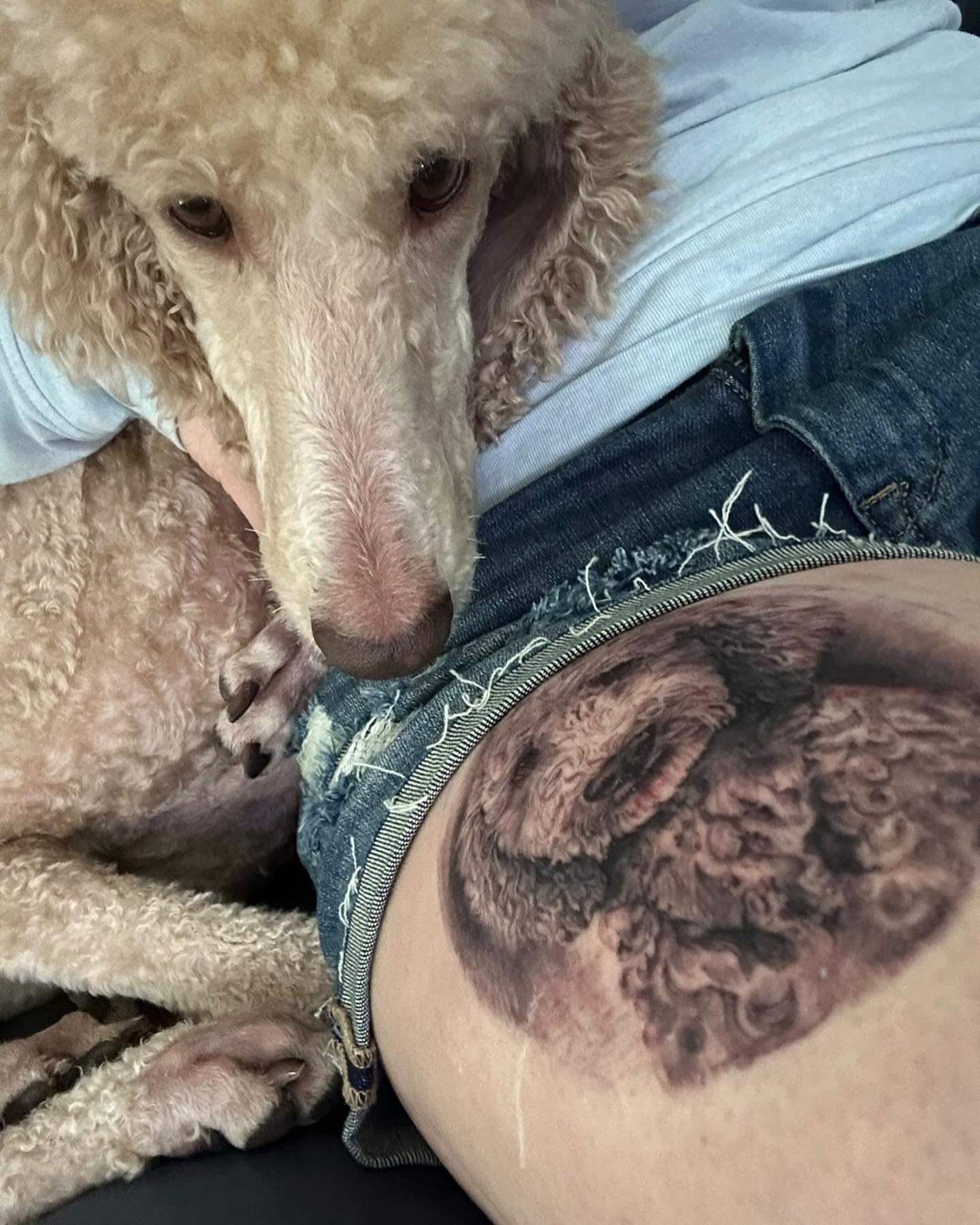 Sheep realism tattoo on the thigh by Nance⚡
