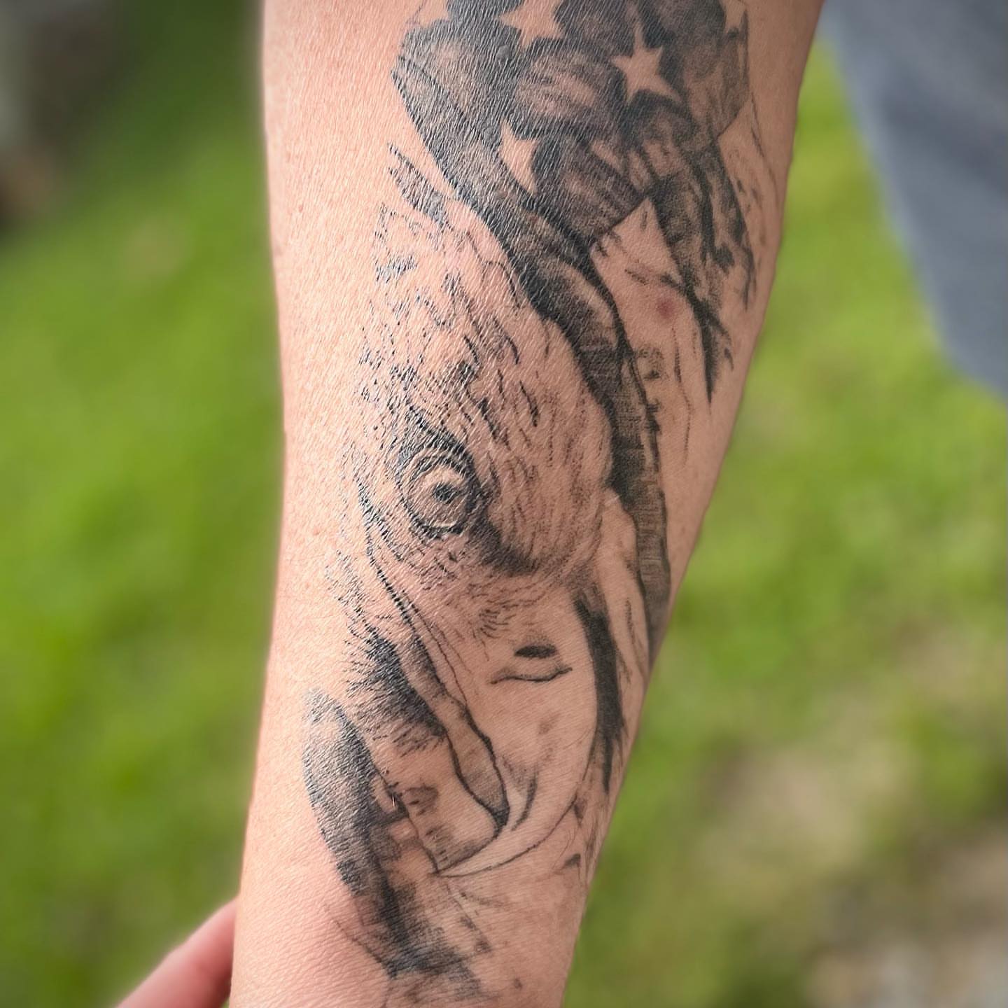 Elephant black and grey tattoo on the forearm by Harley Lane ๐ซ