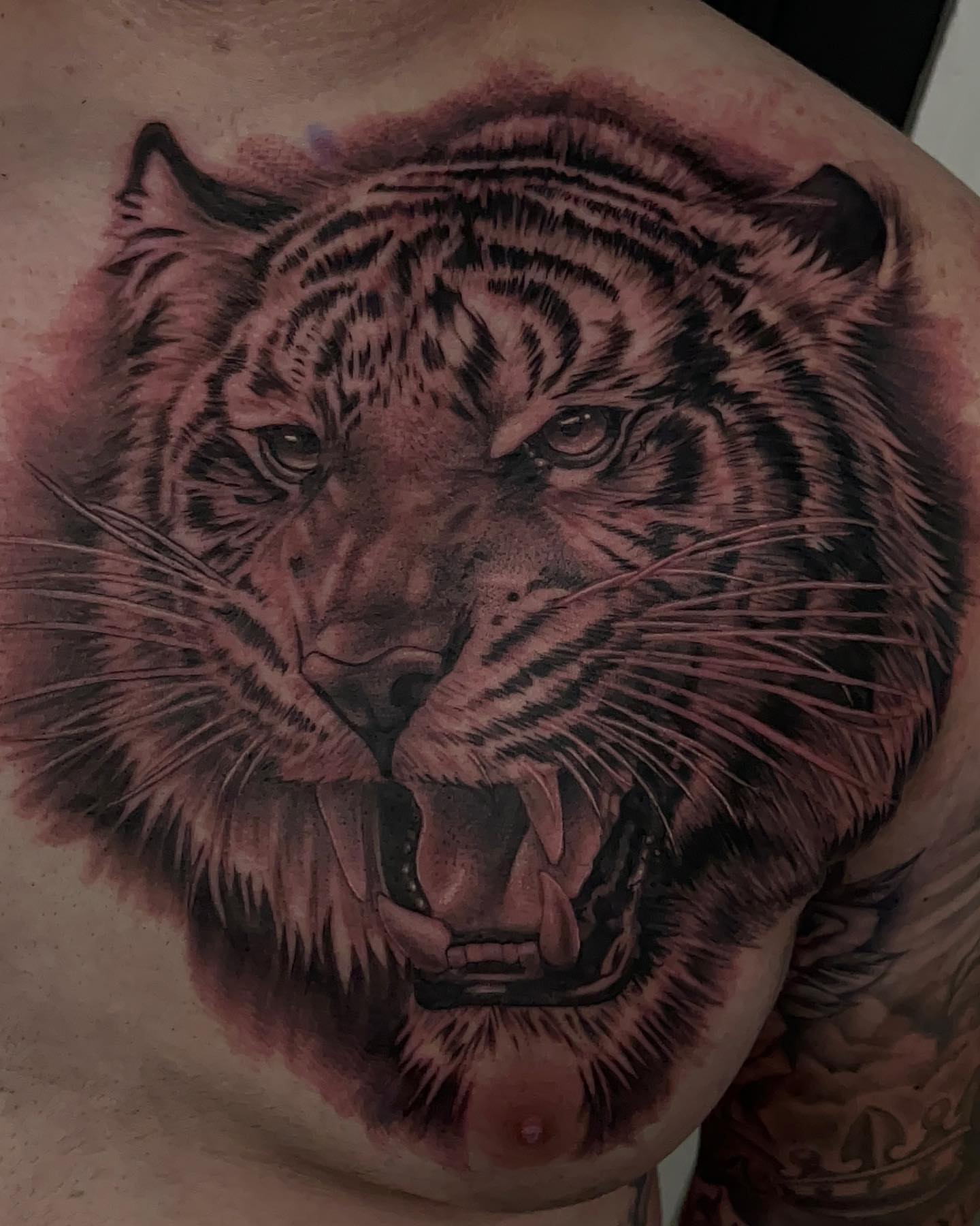 Tiger realism tattoo on the shoulder by Andy