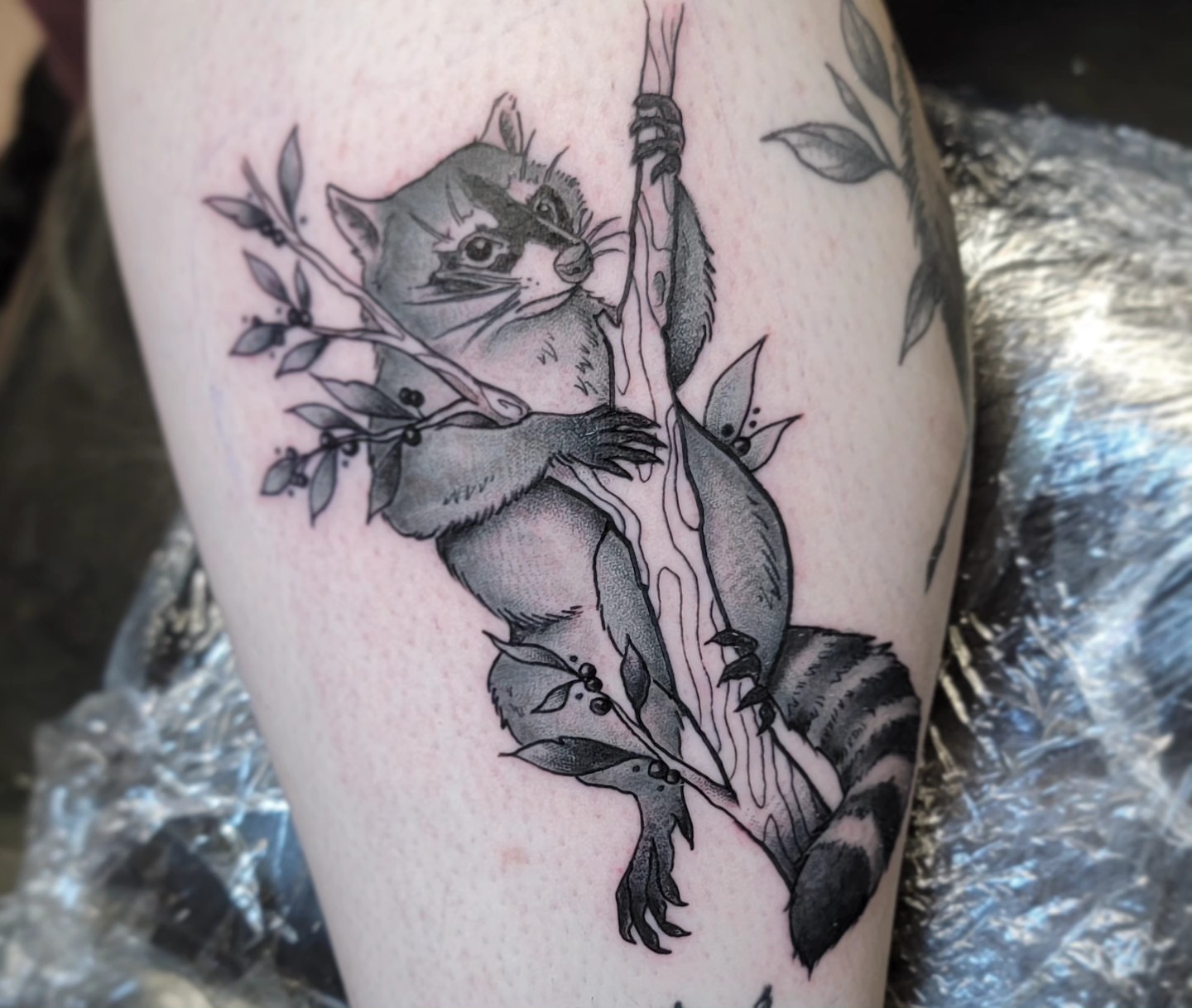 Raccoon climbing tree black and grey tattoo on the thigh by ๐๏ธ, Ashland, Virginia