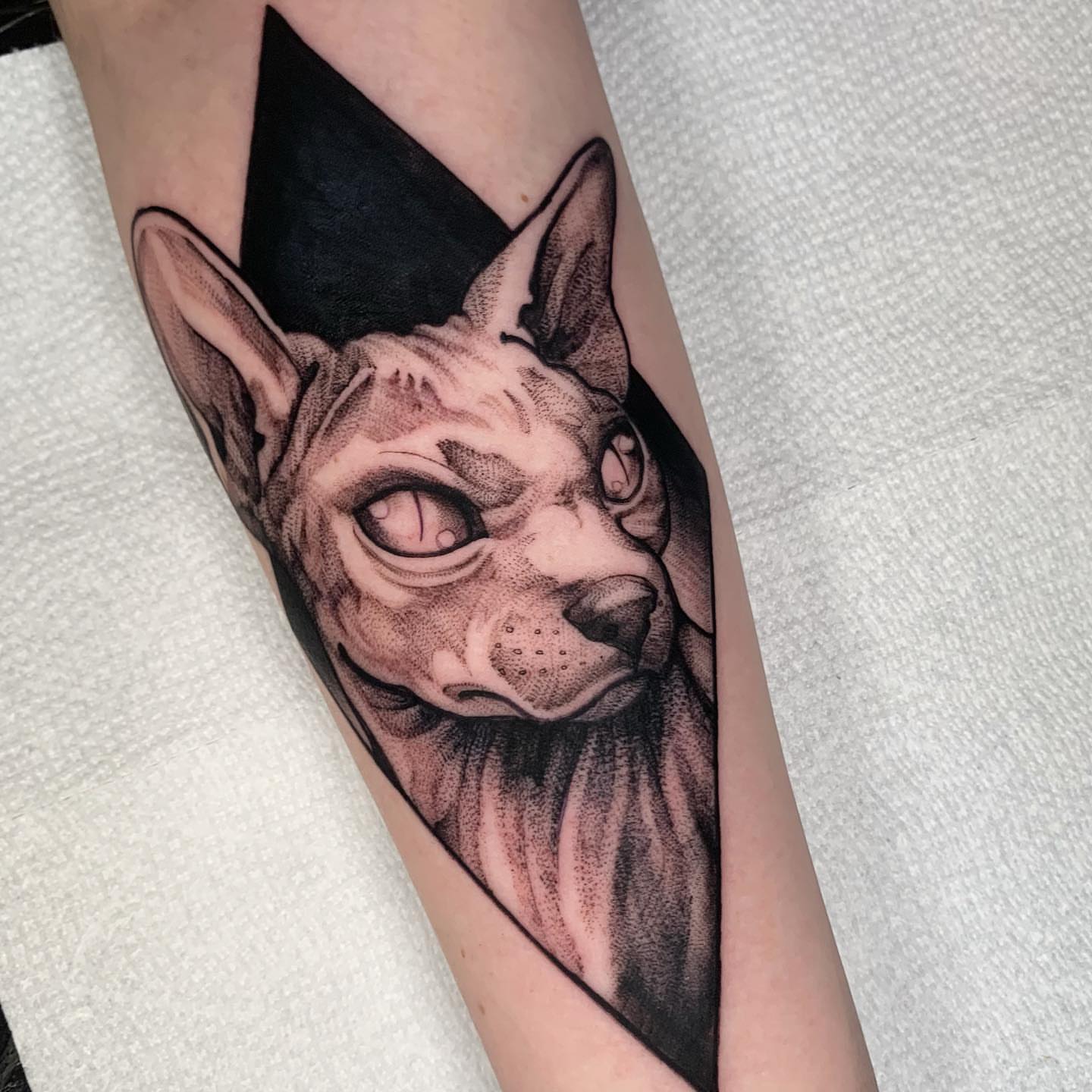 Sphynx cat dotwork tattoo on the forearm by ⚔ Dylan Smith ⚔, Richmond, Virginia
