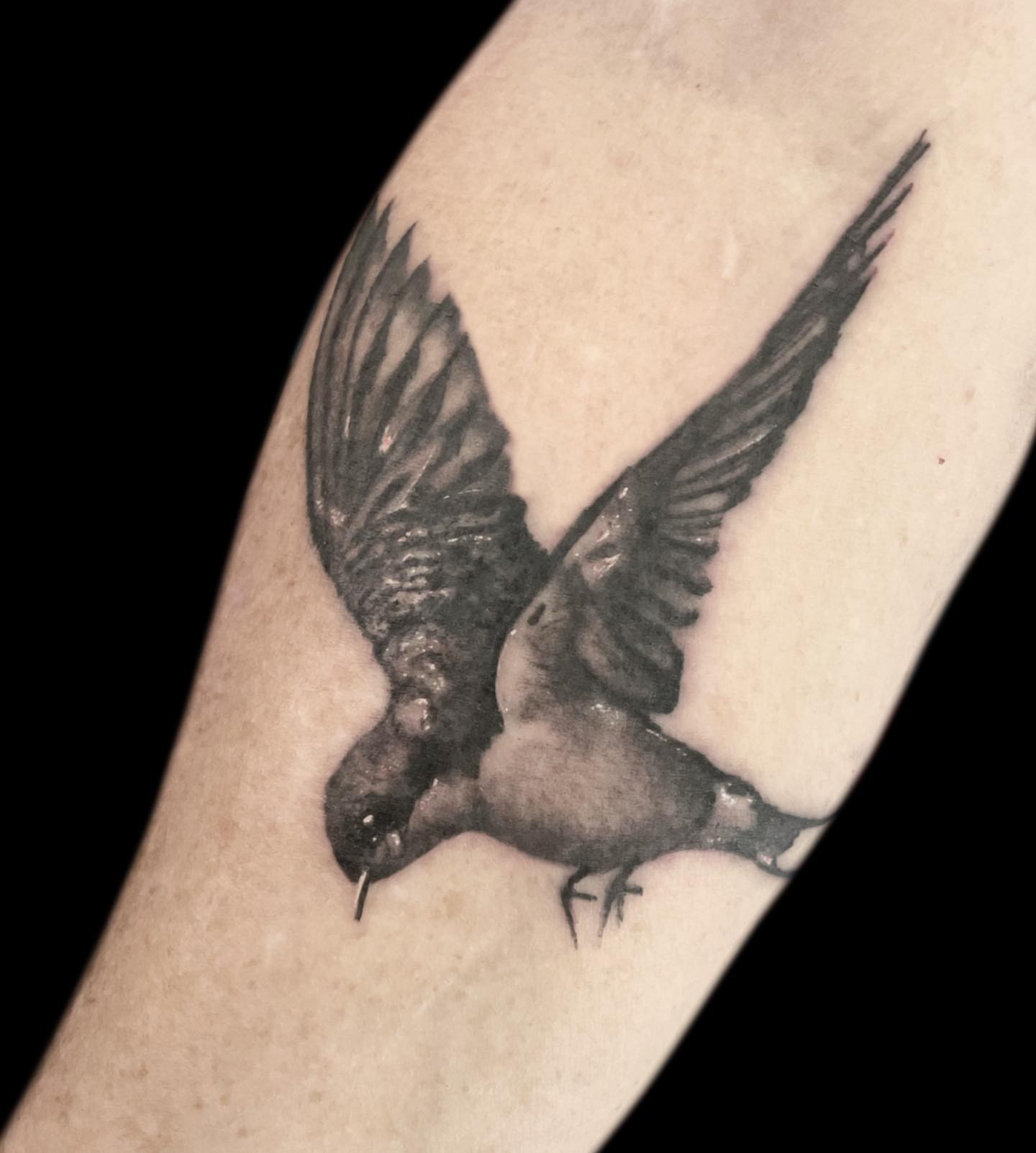 Swallows realism tattoo on the forearm by Jen Bean, Richmond, Virginia
