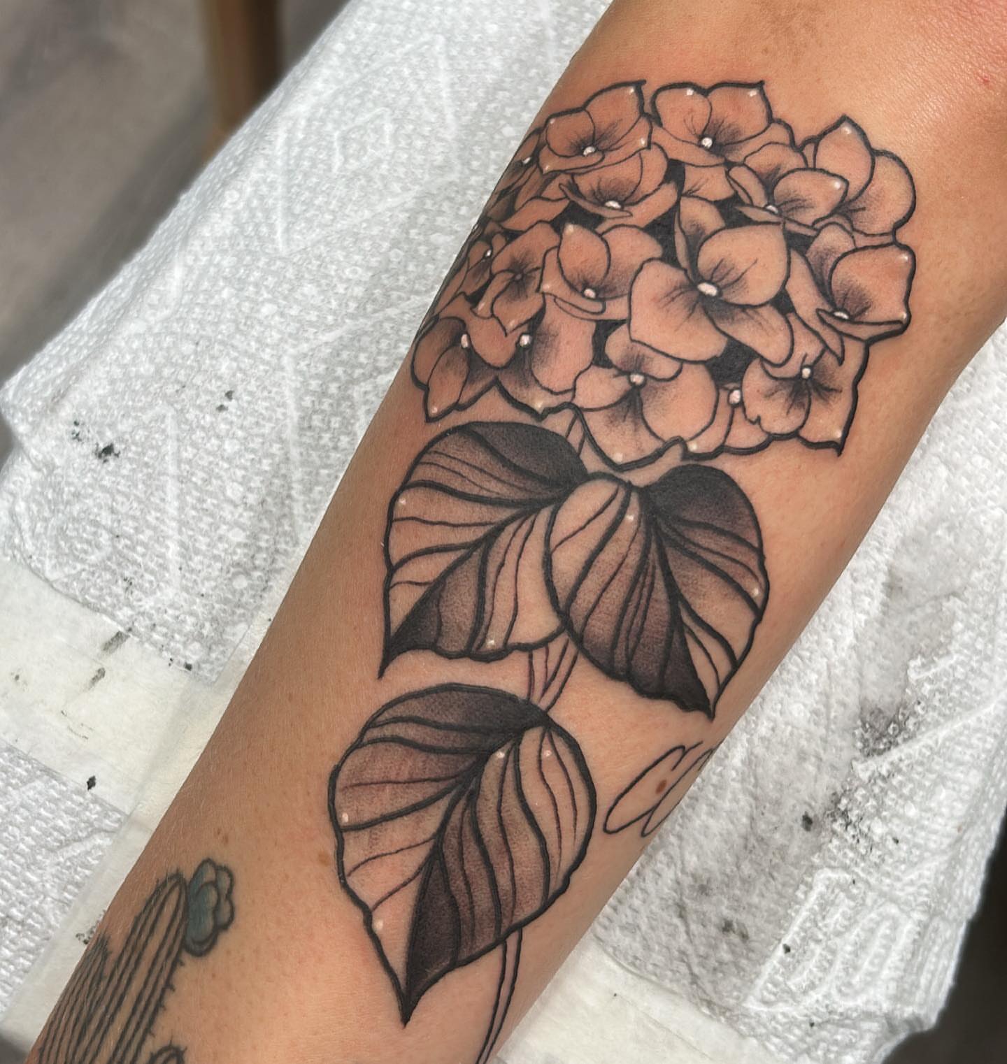 Hydrangea black and grey tattoo on the forearm by Edward A. Boesch