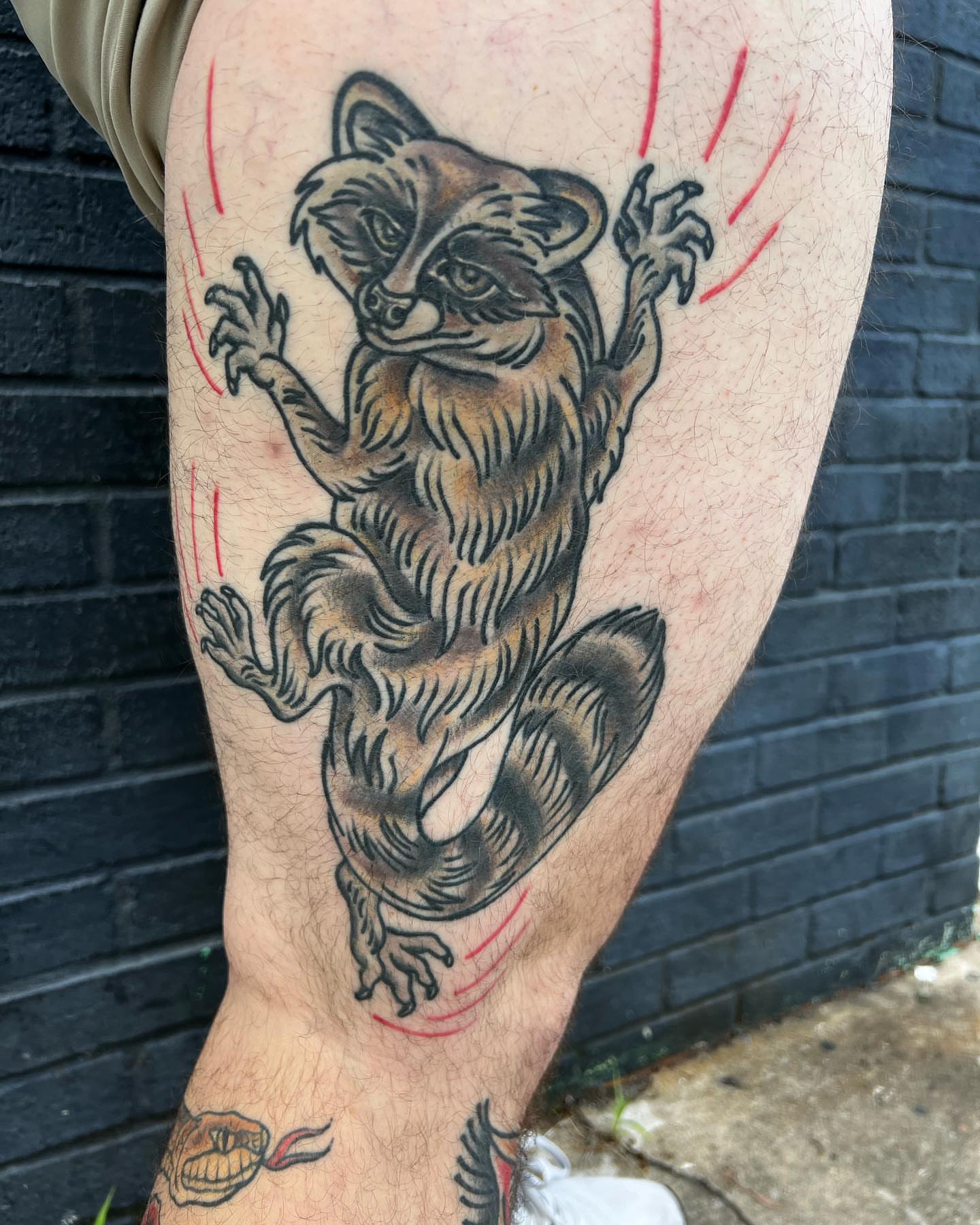 Raccoon American traditional tattoo on the thigh by Scott Allen