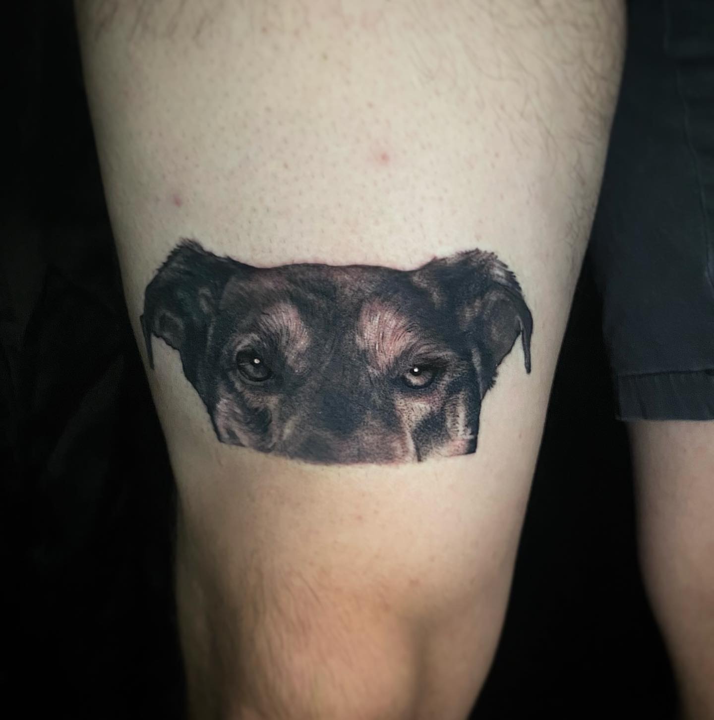 Dog realism tattoo on the forearm by D Benzo ~ San Diego Tattoo artist ~
