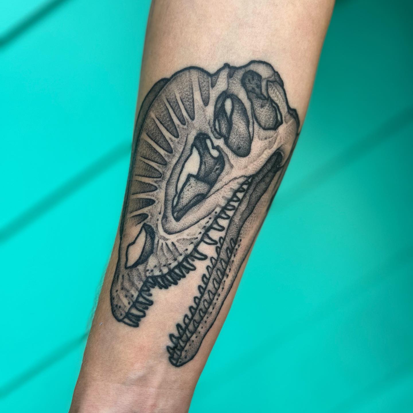Dinosaur skull black and grey tattoo on the forearm by 匚卂ㄒ乙丨ㄥㄥ卂