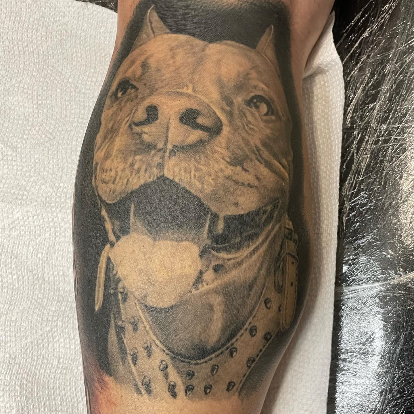 Pit bull realism tattoo on the forearm by payaso