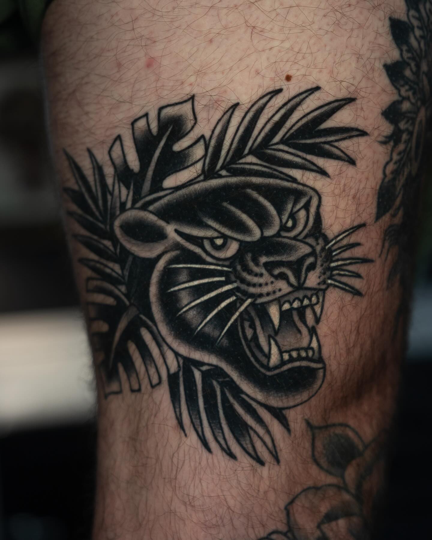 Panther American traditional tattoo on the forearm by Danny Derrick, San Luis Obispo, California