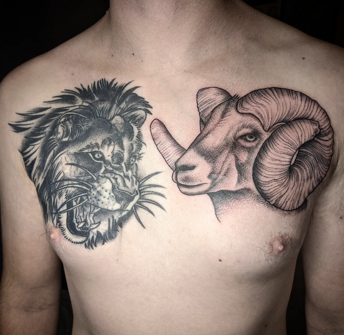 Lion and ram realism tattoo on the chest by Krista Mc
