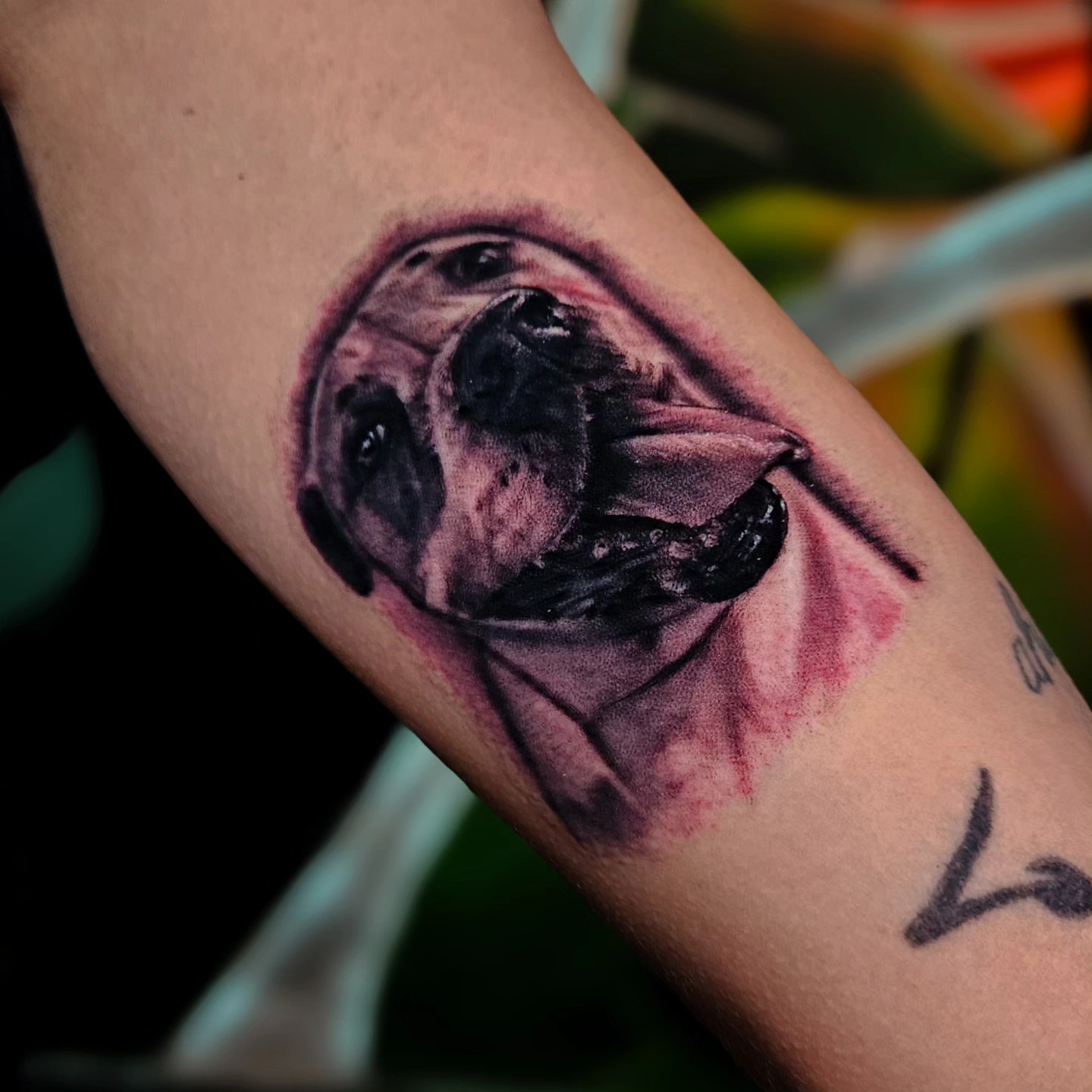 Pug realism tattoo on the forearm by Ciani Holman
