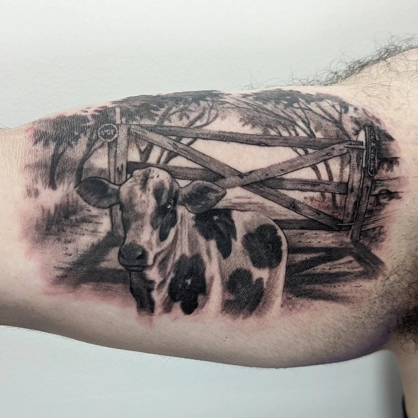Cow and gate realism tattoo on the forearm by Sean Costello