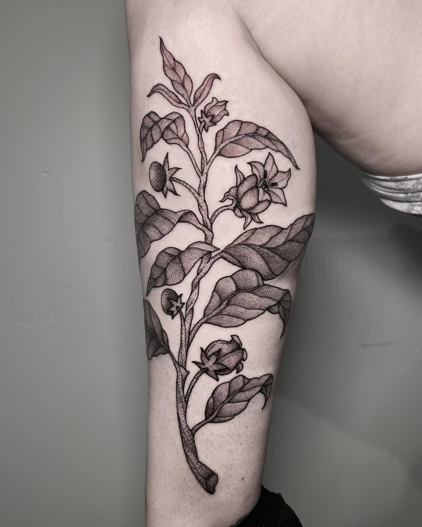 Botanical plant dotwork tattoo on the forearm by Alex Shakuto Tattoo
