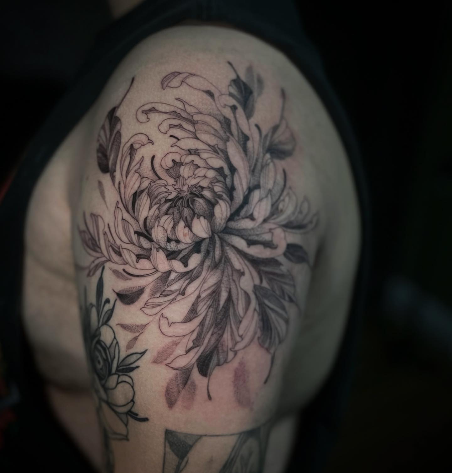 Chrysanthemum black and grey tattoo on the shoulder by 𝑅𝑒𝑒𝓈𝒶 𝐿𝓎𝓃𝓃 ₊ ⊹❀