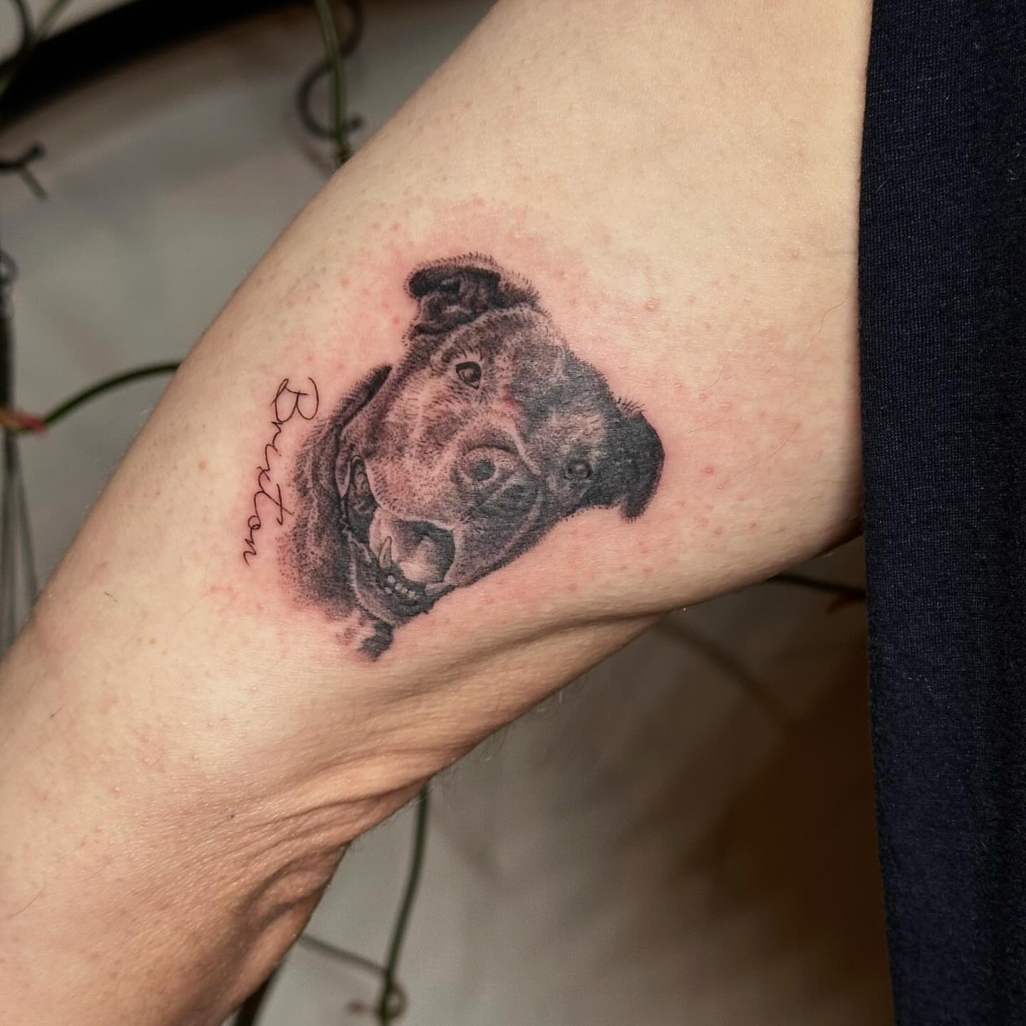 Dog realism tattoo on the forearm by 𓆏 Alyssa Carbonara 𓆏