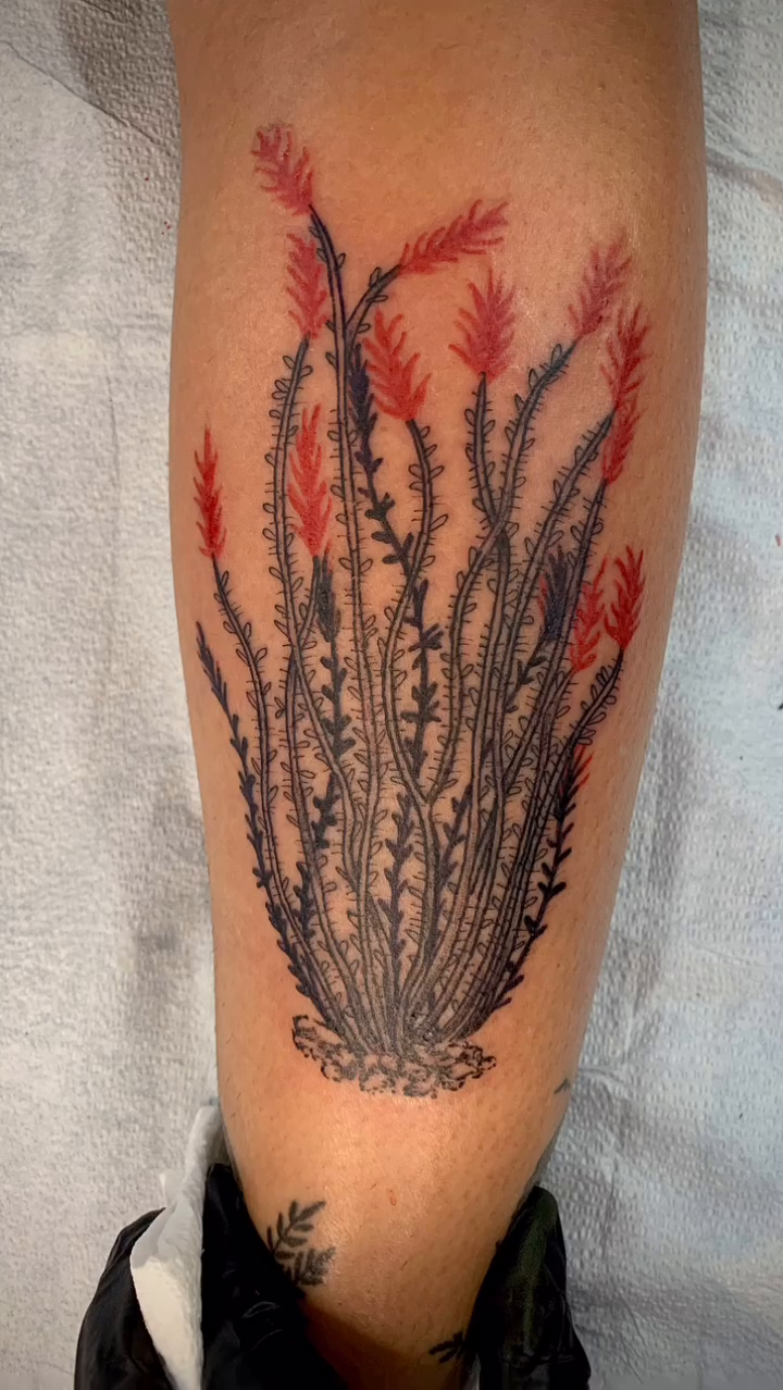 Ocotillo plant fine line tattoo on the upper arm by Eric Guntor, Philadelphia, Pennsylvania