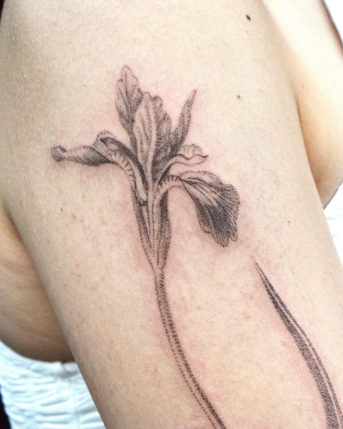 Iris black and grey tattoo on the upper arm by Stella Oh