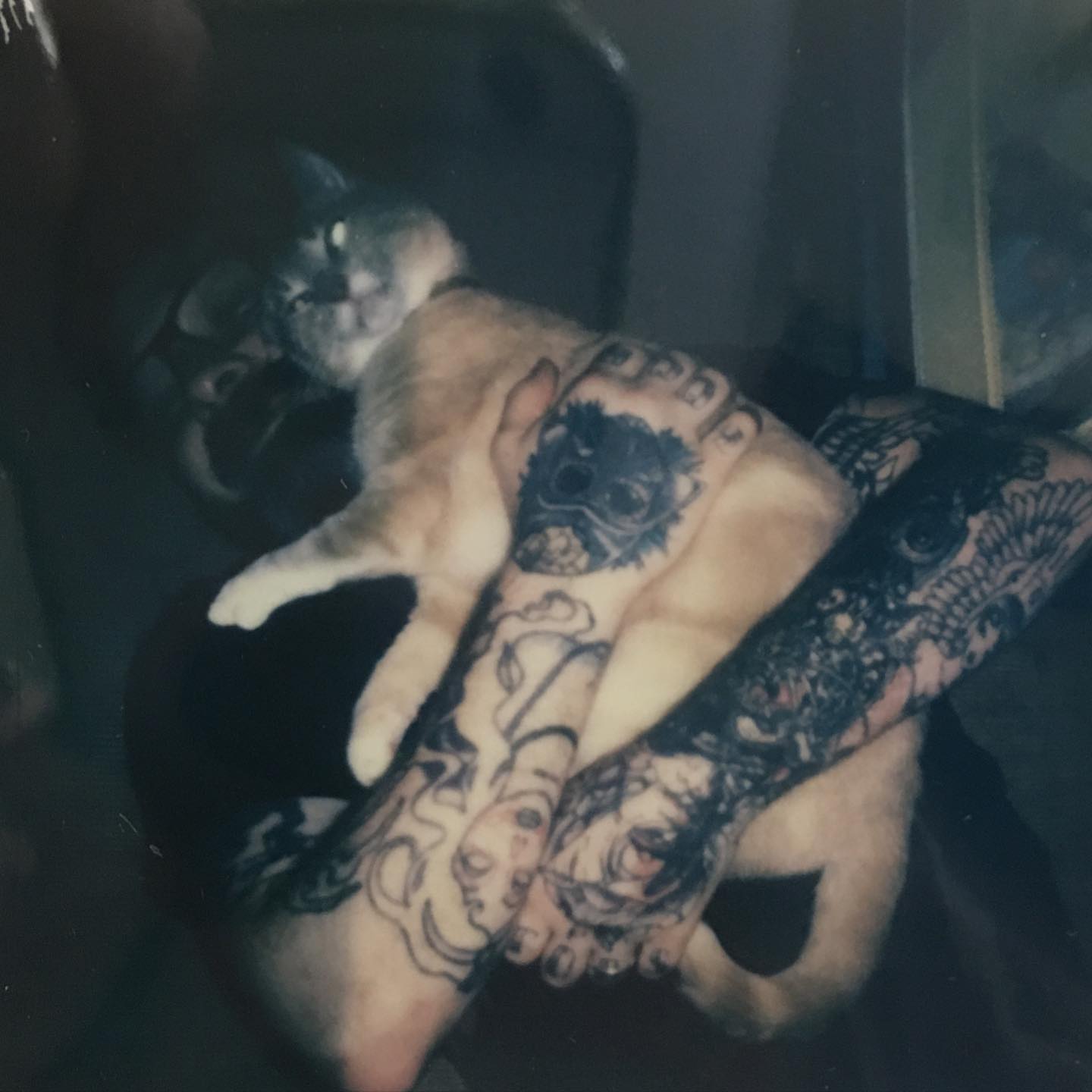 Cat black and grey tattoo on the hand by Abbey Martin, Nashville, Tennessee