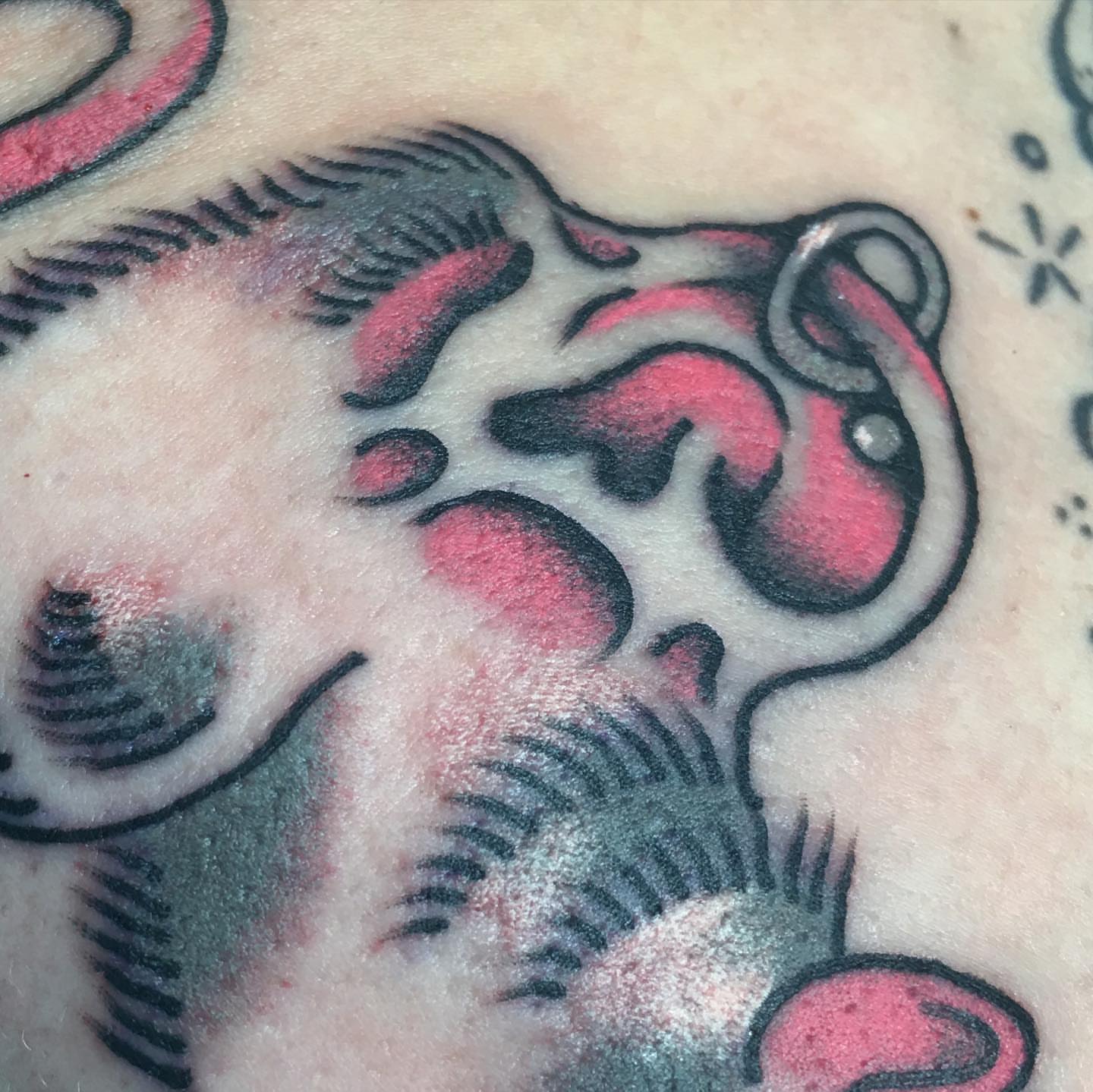Pig American traditional tattoo on the chest by Abbey Martin, Nashville, Tennessee