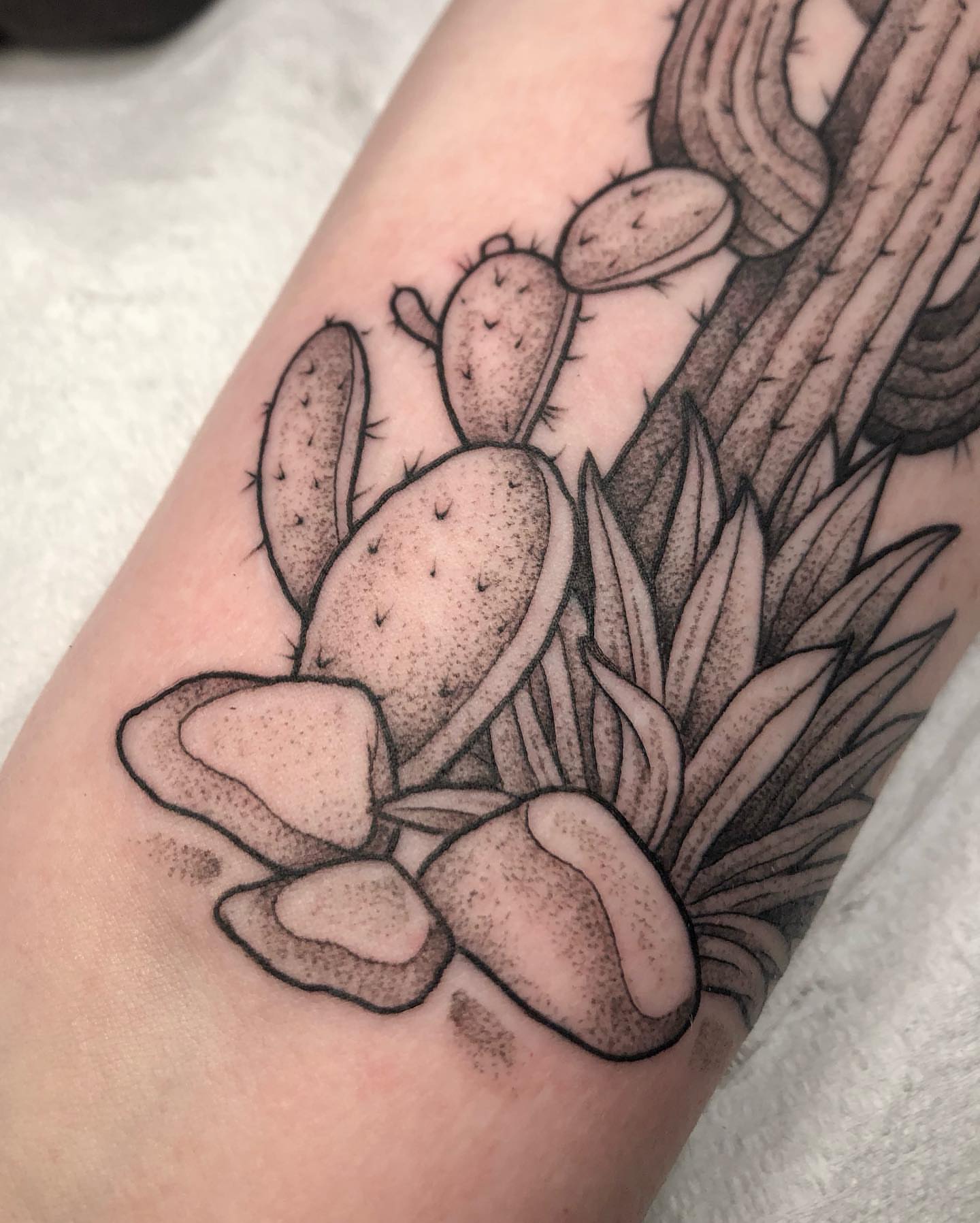 Cactus black and grey tattoo on the forearm by 𝔍𝔢𝔫𝔫𝔦𝔢 𝔗𝔦𝔢𝔰𝔪𝔞𝔫