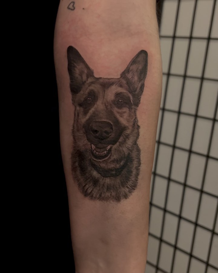 German shepherd realism tattoo on the forearm by jordyn ๐ญ