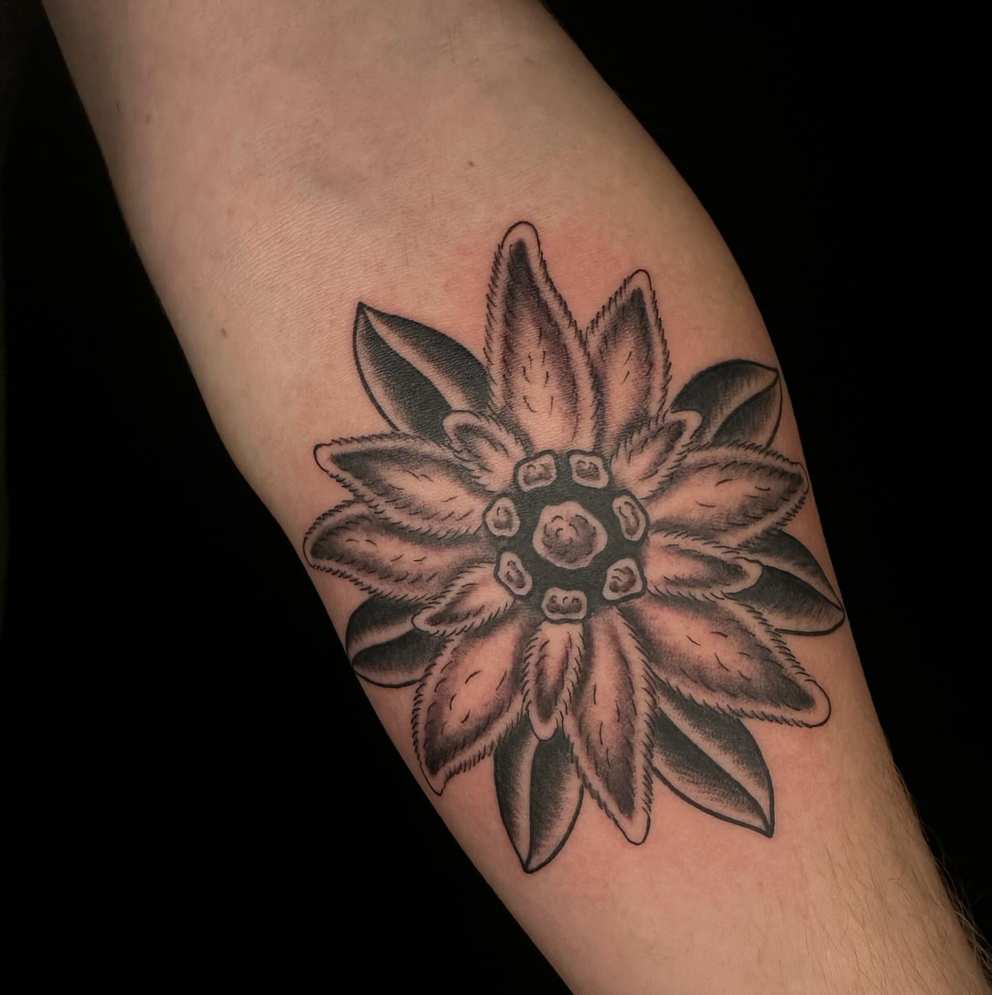 Edelweiss flower black and grey tattoo on the forearm by Owlyn Madrone